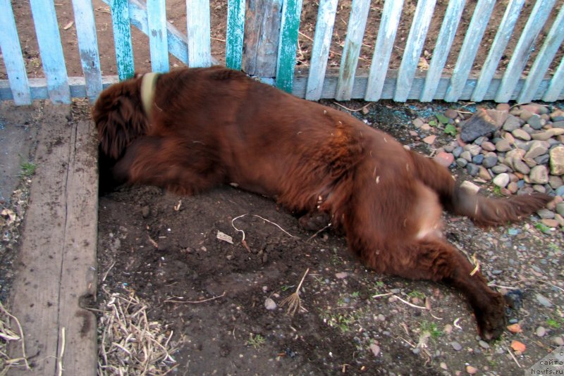 Фото: ньюфаундленд Ван Лен Тайм Чилеста