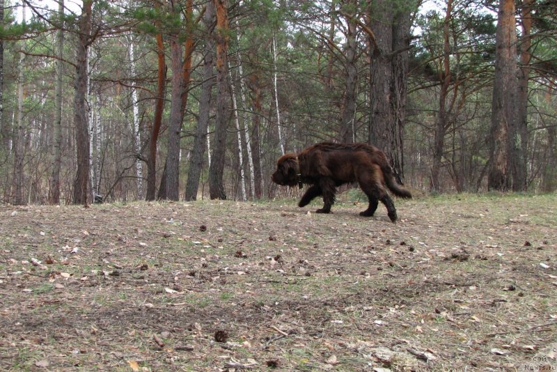 Фото: ньюфаундленд Ван Лен Тайм Чилеста