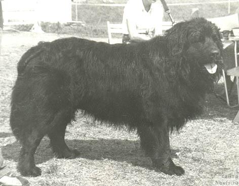 Фото: ньюфаундленд Я Эмир Эль