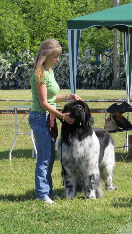 Фото: ньюфаундленд Плюшевая Панда Стиль-Санкт-Петербурга