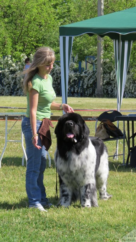 Фото: ньюфаундленд Плюшевая Панда Стиль-Санкт-Петербурга