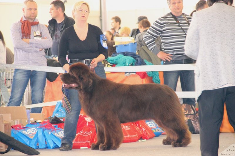 Фото: ньюфаундленд Акватория Келвин Редс Бегин энд Вин (Aquatoriya Kelvin Reds Begin and Win)