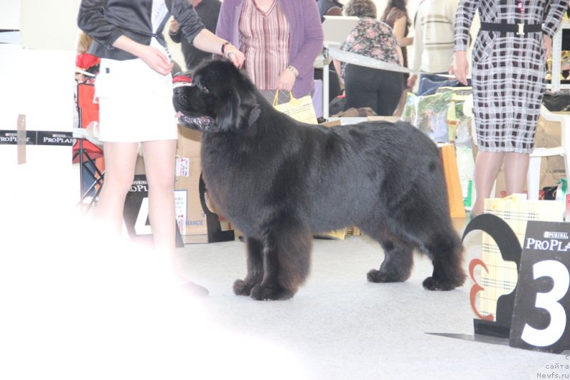 Фото: ньюфаундленд Акватория Келвин Нобель (Aquatoriya Kelvin Nobel)