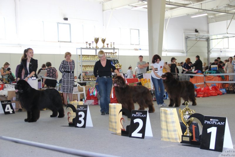 Фото: ньюфаундленд Акватория Келвин Редс Бегин энд Вин (Aquatoriya Kelvin Reds Begin and Win), ньюфаундленд Акватория Келвин Нобель (Aquatoriya Kelvin Nobel)