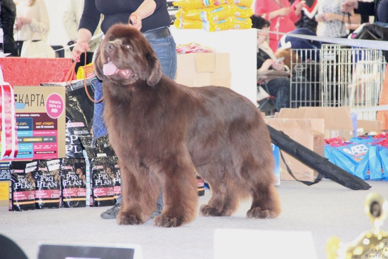 Фото: ньюфаундленд Акватория Келвин Редс Бегин энд Вин (Aquatoriya Kelvin Reds Begin and Win)