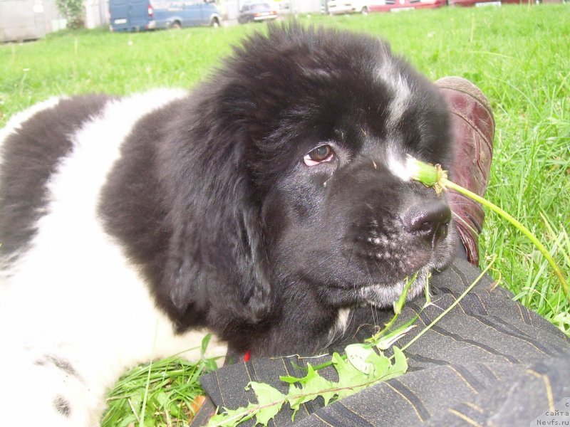Фото: ньюфаундленд Velyke Malyatko Bystrin' Spivucha