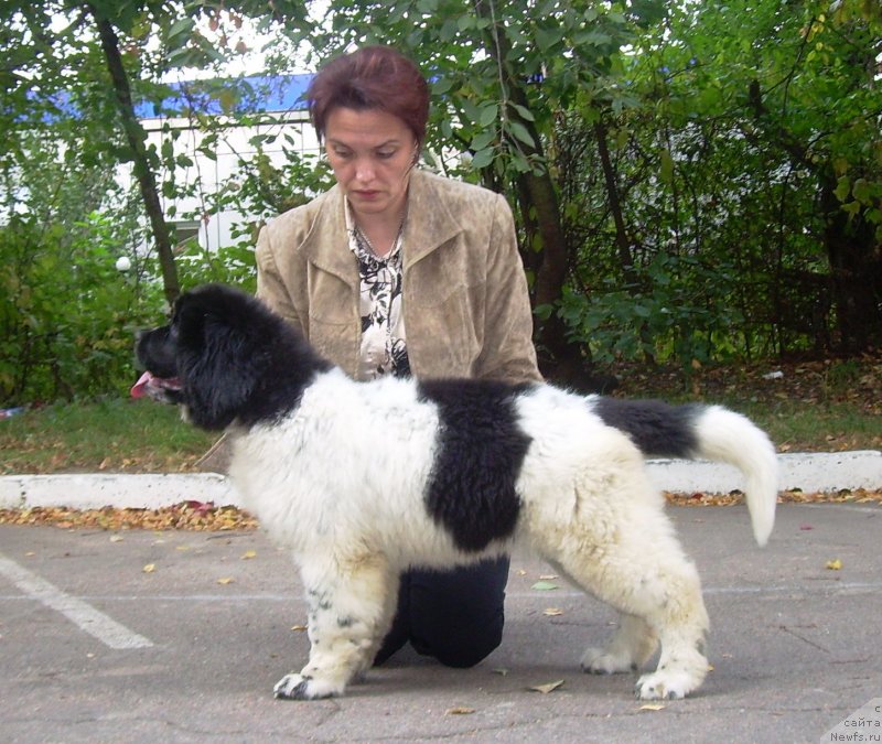 Фото: ньюфаундленд Velyke Malyatko Bystrin' Spivucha