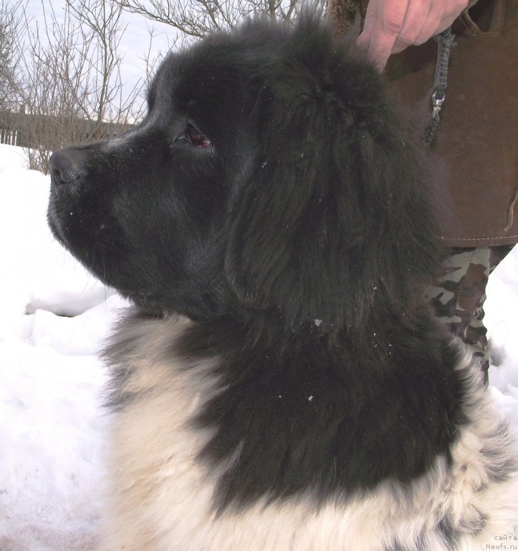 Фото: ньюфаундленд Velyke Malyatko Bystrin' Spivucha