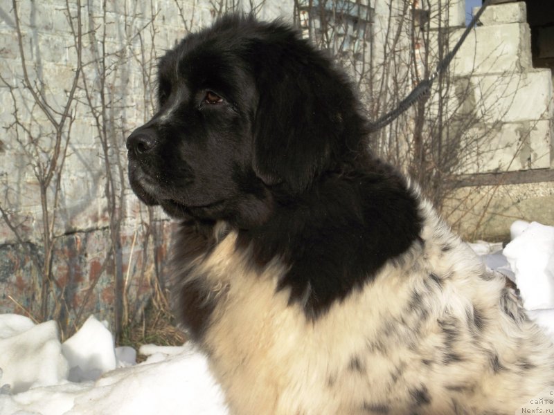 Фото: ньюфаундленд Velyke Malyatko Bystrin' Spivucha