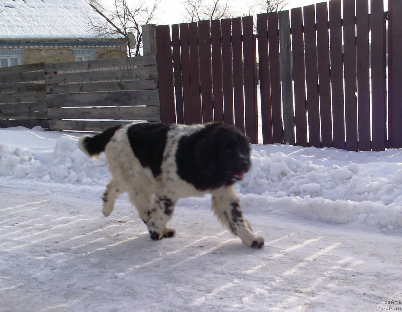 Фото: ньюфаундленд Velyke Malyatko Bystrin' Spivucha