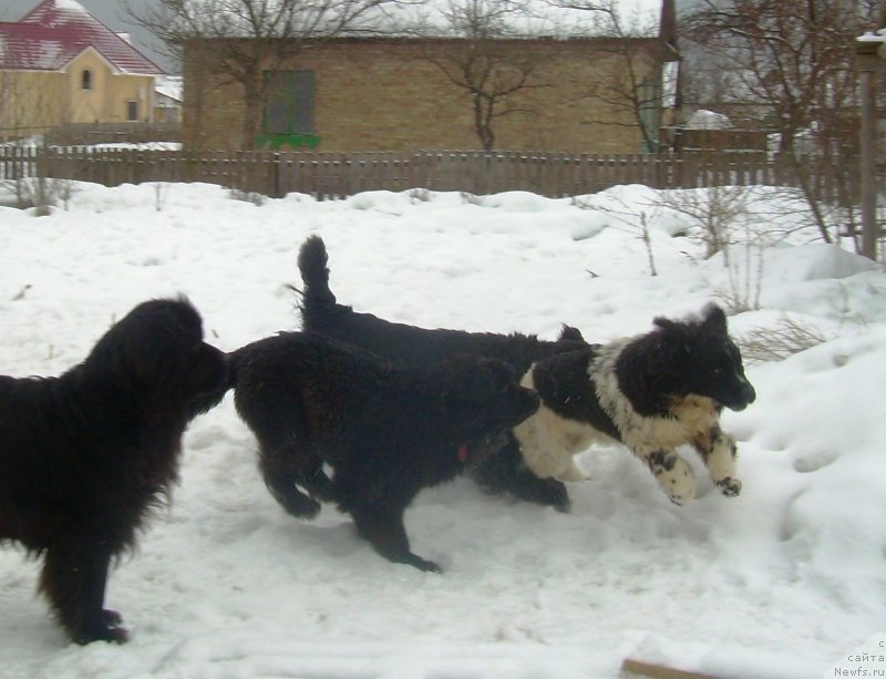 Фото: ньюфаундленд Velyke Malyatko Bystrin' Spivucha