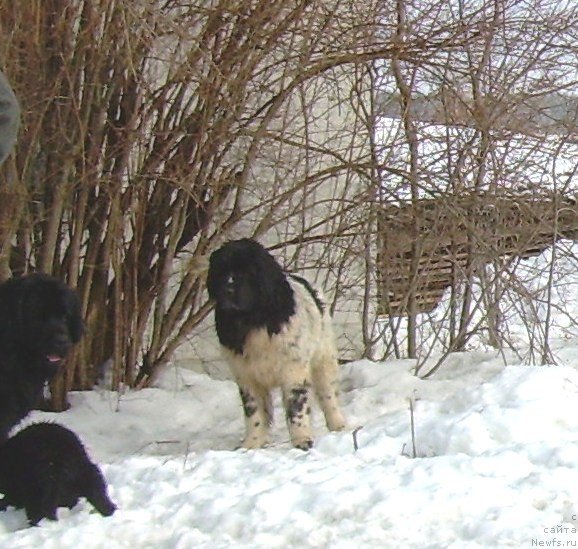 Фото: ньюфаундленд Velyke Malyatko Bystrin' Spivucha