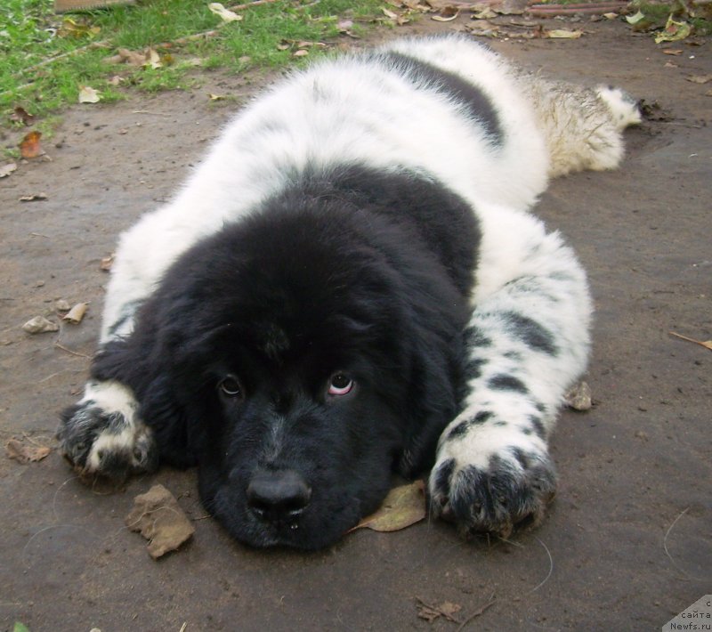 Фото: ньюфаундленд Velyke Malyatko Barkarola Lita