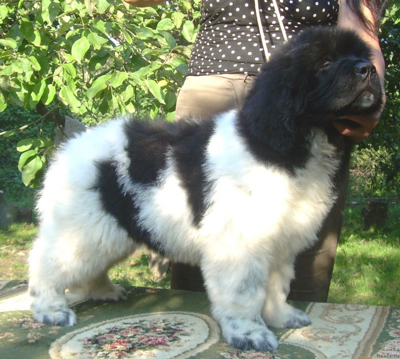 Фото: ньюфаундленд Velyke Malyatko Berestyanyj Blyuz