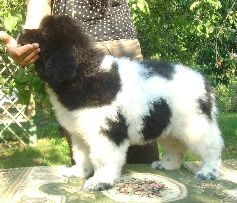 Фото: ньюфаундленд Velyke Malyatko Berestyanyj Blyuz