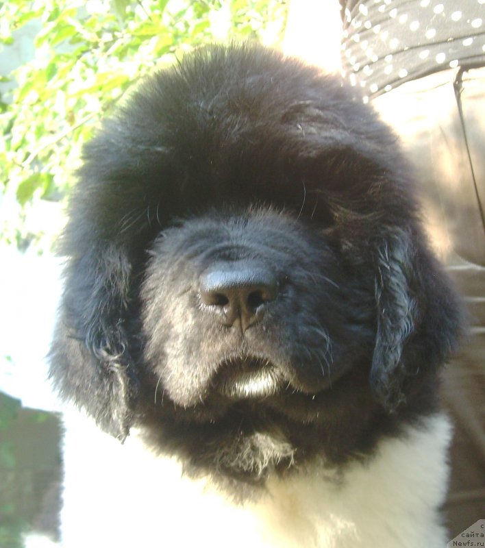 Фото: ньюфаундленд Velyke Malyatko Berestyanyj Blyuz