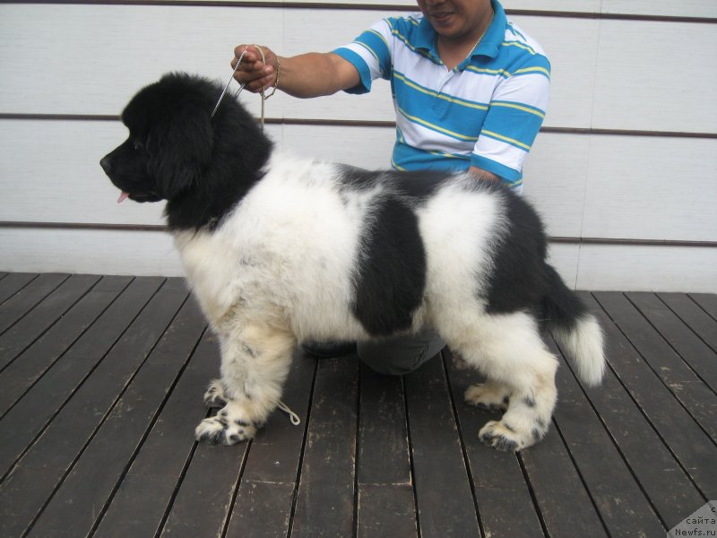 Фото: ньюфаундленд Velyke Malyatko Bard Udachi