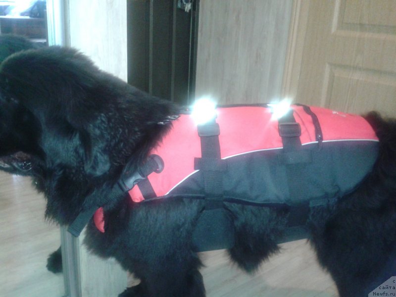 Фото: ньюфаундленд Супер Премиум Мерлин Монро