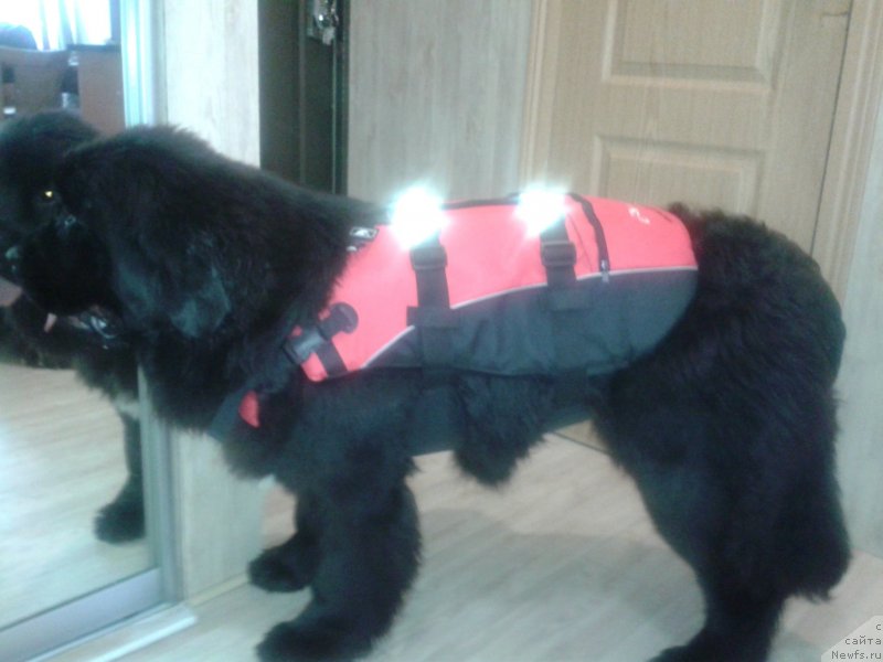 Фото: ньюфаундленд Супер Премиум Мерлин Монро