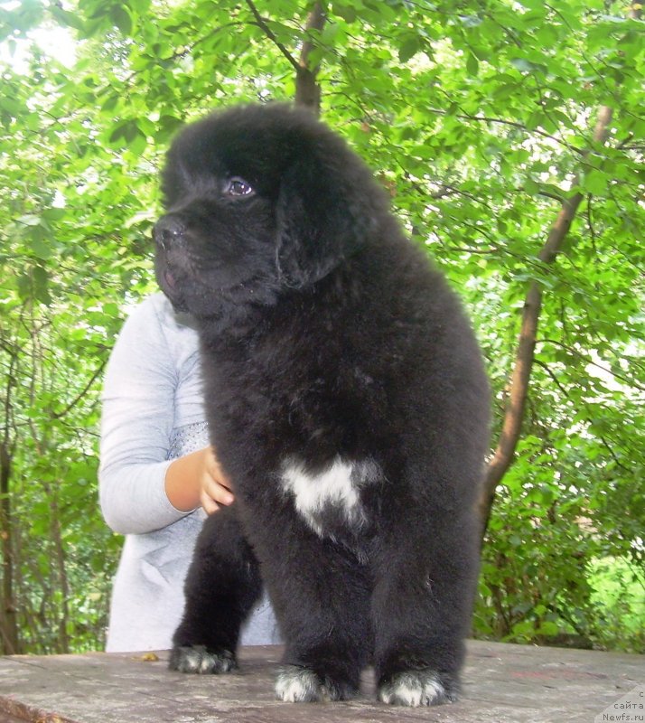 Фото: ньюфаундленд Velyke Malyatko Bravo Natalka