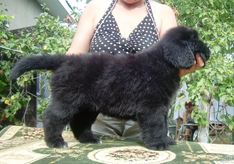 Фото: ньюфаундленд Velyke Malyatko Bogems'ka Rapsodiya