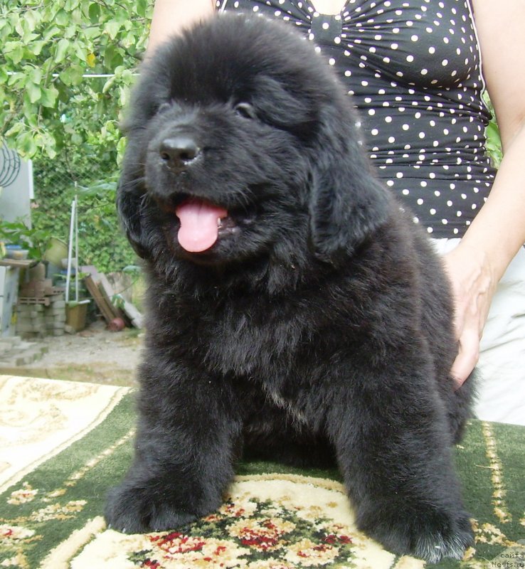 Фото: ньюфаундленд Velyke Malyatko Balada Chervnevoj Nochi