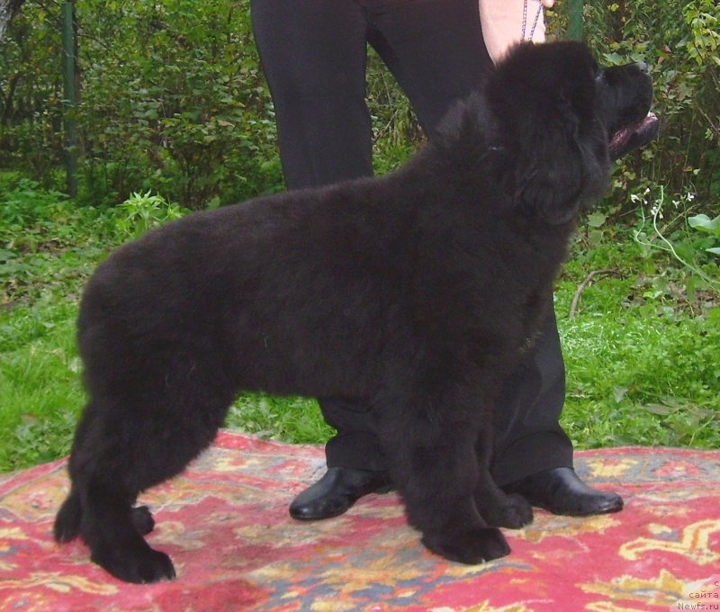 Фото: ньюфаундленд Velyke Malyatko Balada Chervnevoj Nochi