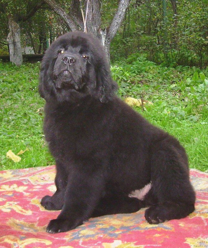 Фото: ньюфаундленд Velyke Malyatko Balada Chervnevoj Nochi