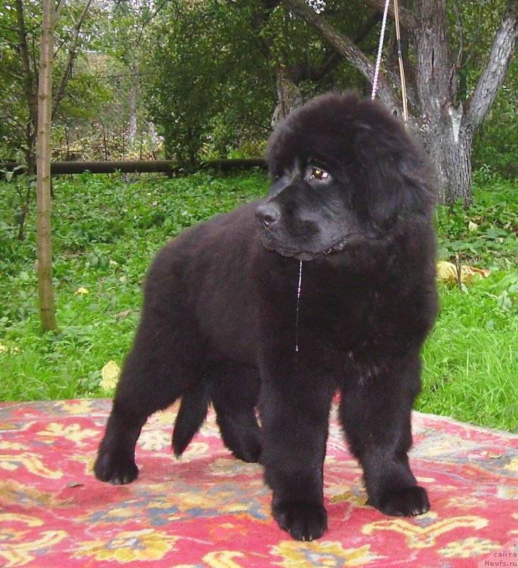 Фото: ньюфаундленд Velyke Malyatko Balada Chervnevoj Nochi