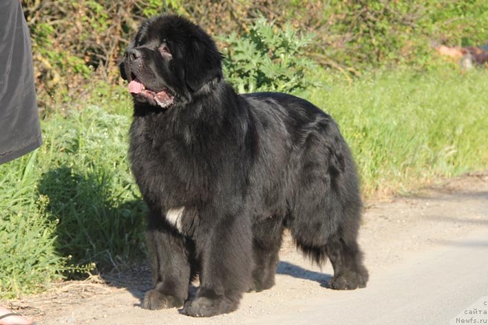 Фото: ньюфаундленд Паркер с Берега Дона (Parker s Berega Dona)