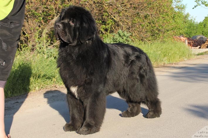 Фото: ньюфаундленд Паркер с Берега Дона (Parker s Berega Dona)