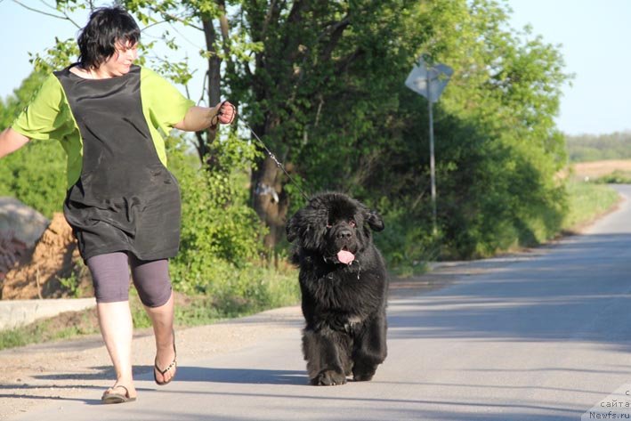 Фото: ньюфаундленд Паркер с Берега Дона (Parker s Berega Dona)