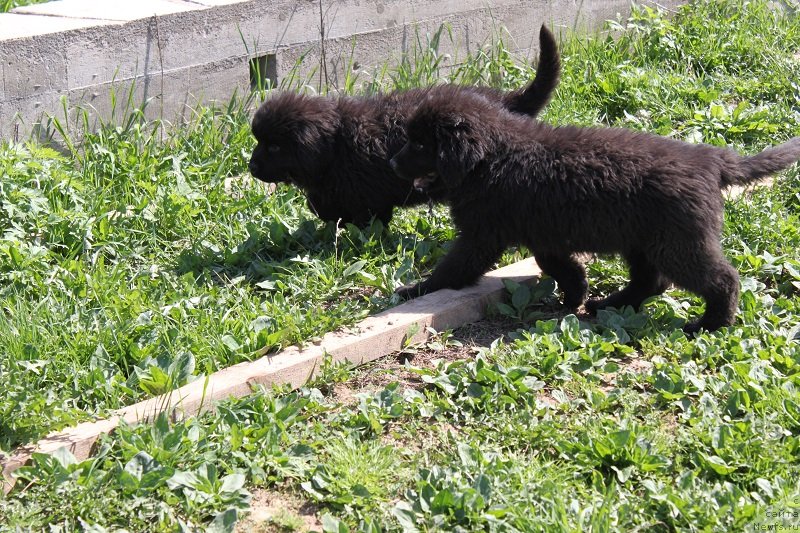 Фото: ньюфаундленд Гранд Бэби Ариадна, щенкам 2, 5 мес