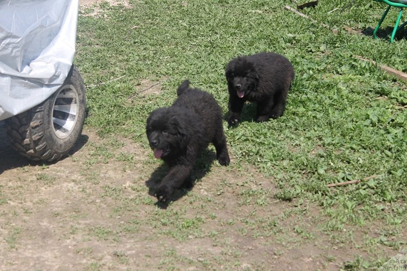 Фото: ньюфаундленд Гранд Бэби Ариадна, щенкам 2, 5 мес