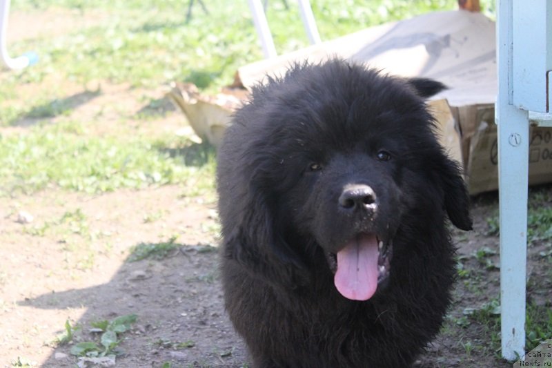 Фото: ньюфаундленд Гранд Бэби Ариадна, щенкам 2, 5 мес