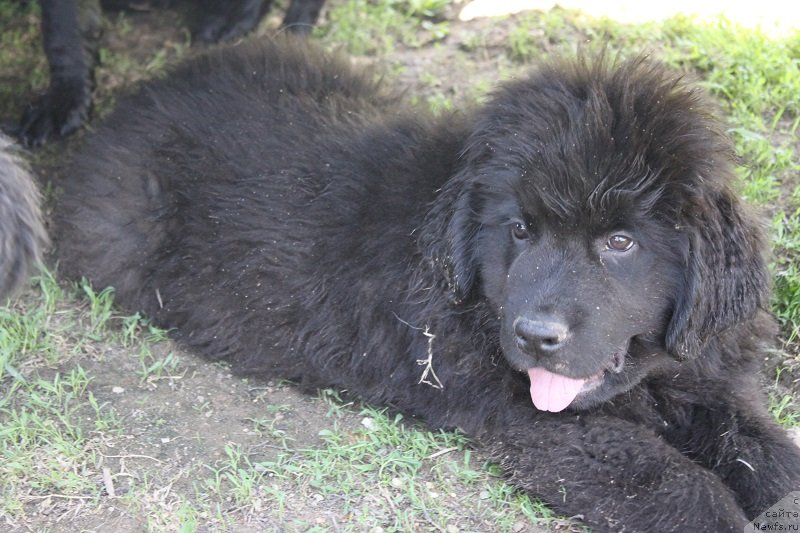 Фото: ньюфаундленд Гранд Бэби Ариадна, щенкам 2, 5мес