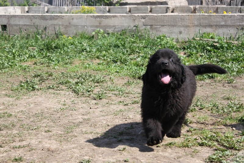 Фото: ньюфаундленд Гранд Бэби Ариадна, щенкам 2, 5мес