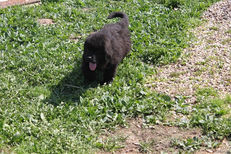 Фото: ньюфаундленд Гранд Бэби Ариадна, щенкам 2, 5мес