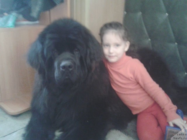 Фото: ньюфаундленд Кумир Сибири от Марлеон Дусвик