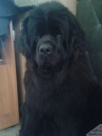 Фото: ньюфаундленд Кумир Сибири от Марлеон Дусвик