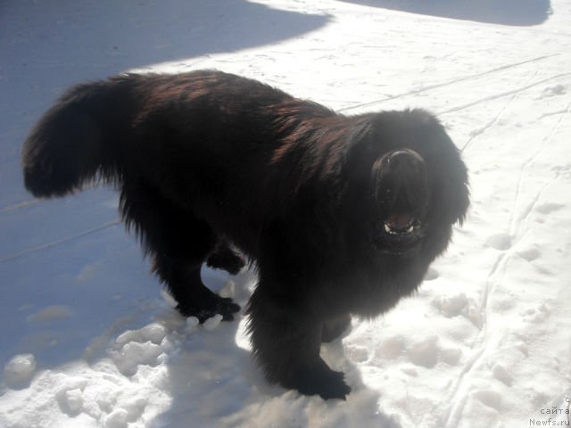 Фото: ньюфаундленд Кумир Сибири от Марлеон Дусвик