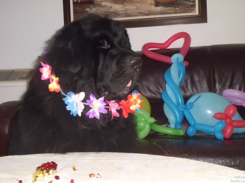 Фото: ньюфаундленд Питерньюф Чао-Какао