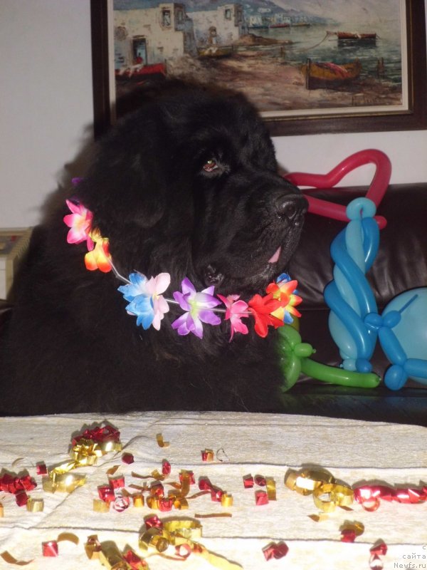 Фото: ньюфаундленд Питерньюф Чао-Какао