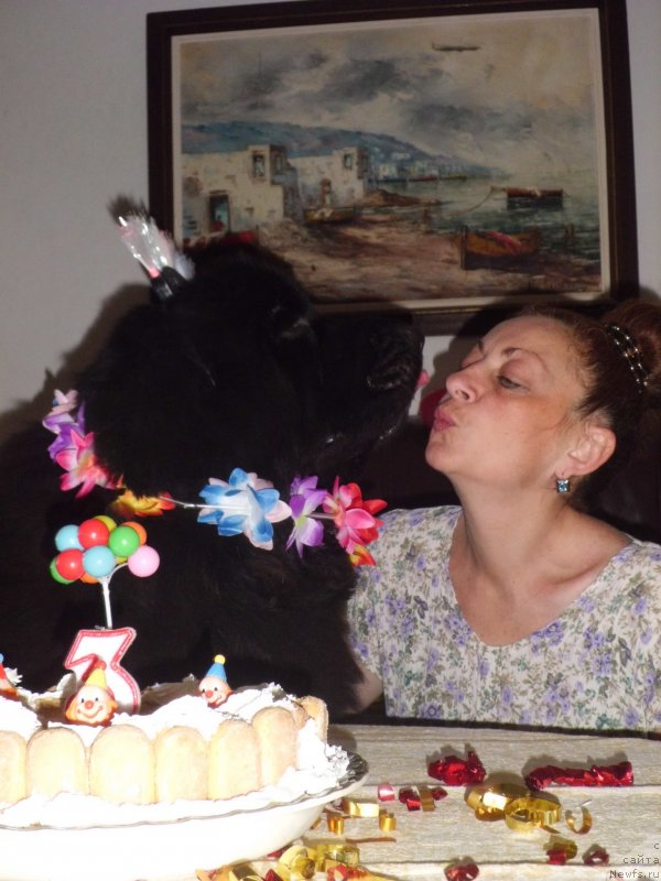 Фото: ньюфаундленд Питерньюф Чао-Какао, Лина Троянская