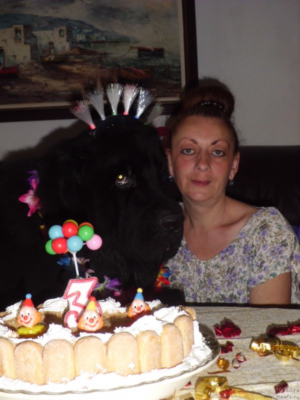 Фото: ньюфаундленд Питерньюф Чао-Какао, Лина Троянская