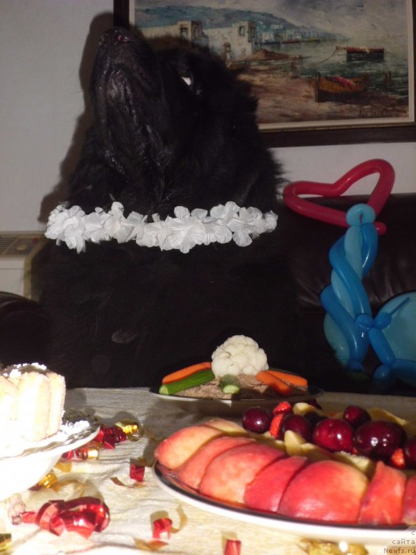 Фото: ньюфаундленд Питерньюф Чао-Какао