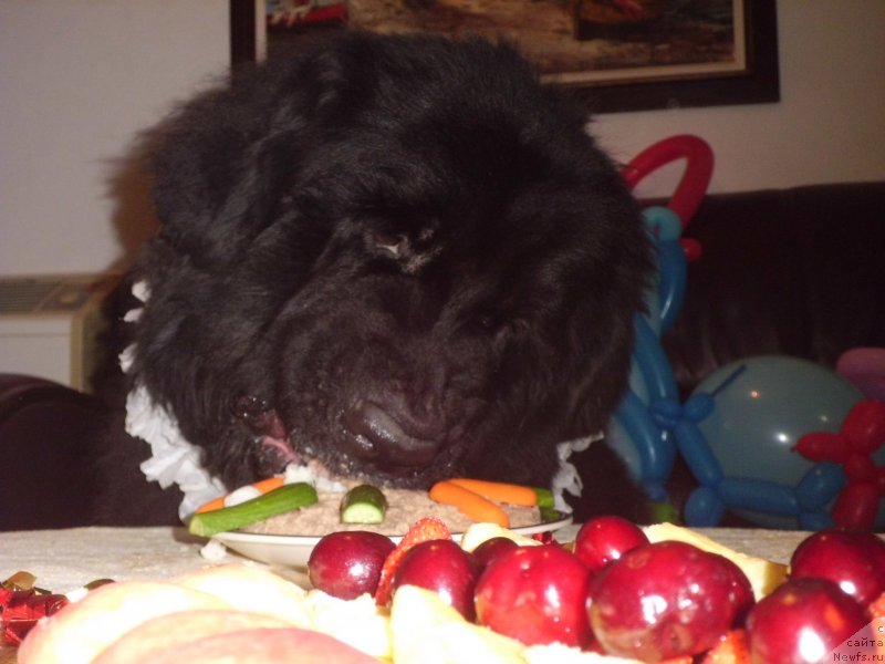 Фото: ньюфаундленд Питерньюф Чао-Какао