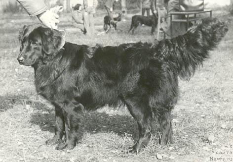 Фото: ньюфаундленд Влада