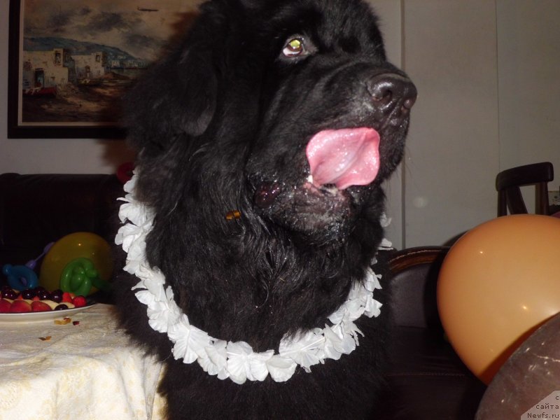 Фото: ньюфаундленд Питерньюф Чао-Какао