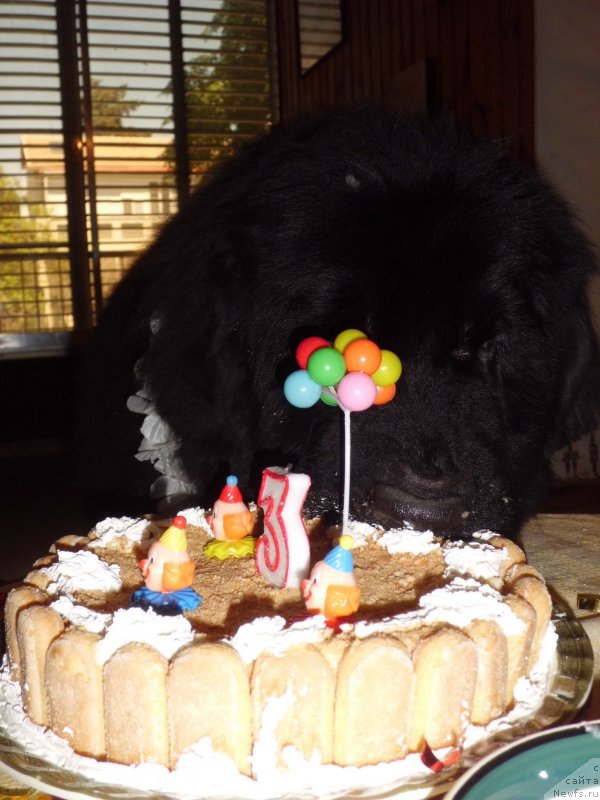 Фото: ньюфаундленд Питерньюф Чао-Какао